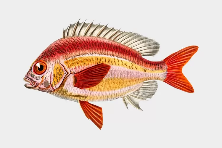 manfaat mengonsumsi Ikan Nila (Sumber : Freepik) ((Sumber : Freepik))