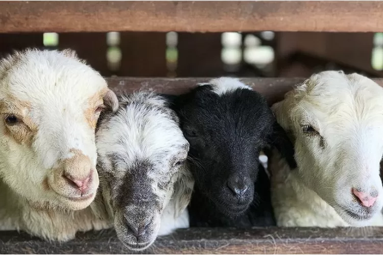 Ilustrasi Anak Domba (Instagram/@vanliska)