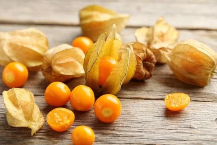 Tampilan Buah Ciplukan yang Memiliki Banyak Manfaat untuk Kesehatan Tubuh (X/ @FOODFESS2)