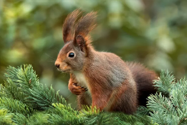 Apakah Boleh Seorang Muslim Makan Daging Tupai? Bagaimana Hukumnya? Simak Penjelasan Ulama (Pexels.com)
