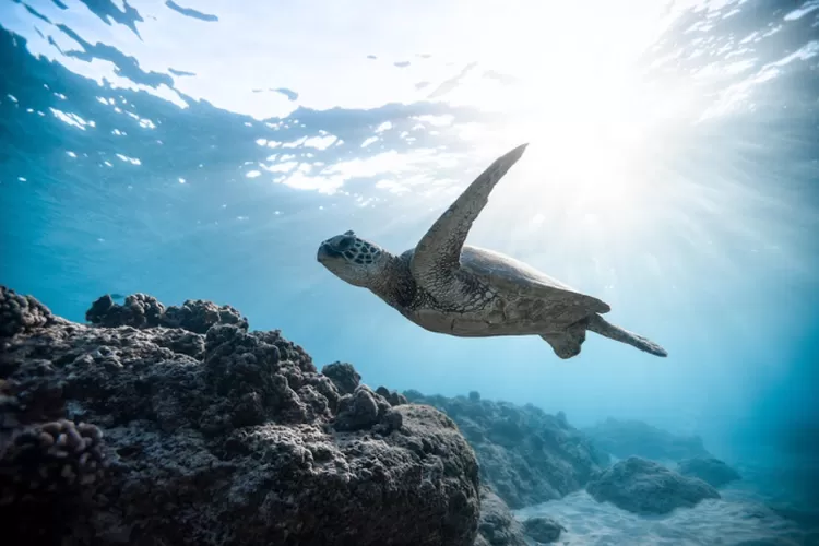 Hukum Makan Penyu dalam Pandangan Islam, Apakah Halal atau Haram? Ini Penjelasan Ulama (Pexels.com)