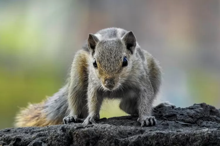 Hukum Mengonsumsi Bajing dalam Islam, Simak Penjelasan dari Gus Baha! (Pexels.com)