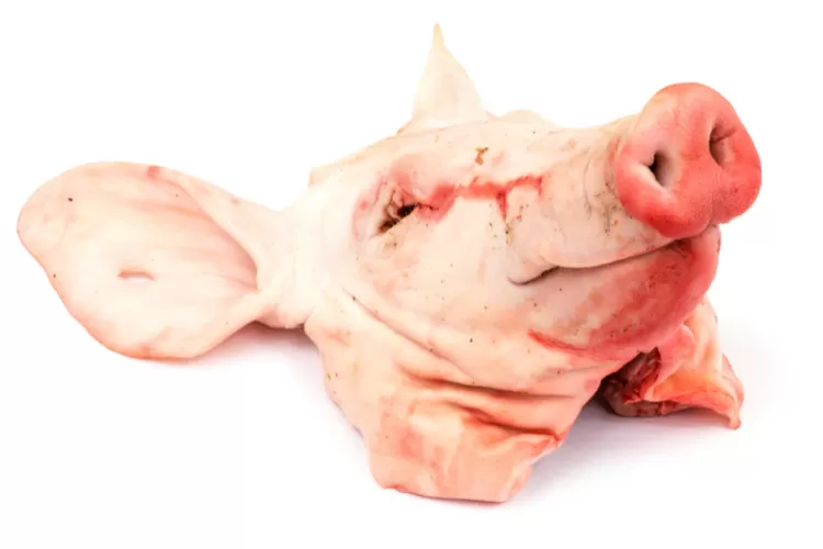 RUU TNI Baru Disahkan, Kantor Tempo Langsung Dikirimi Paket Kepala Babi (Pexels.com)