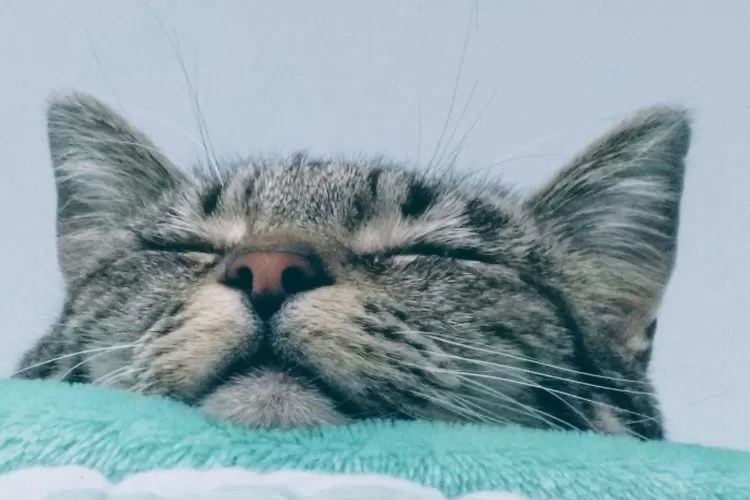 Sering Overthinking Setelah Chat Nggak Dibalas Ini Tanda dan Cara Mengatasi Masalah Overthinking (Unsplash)