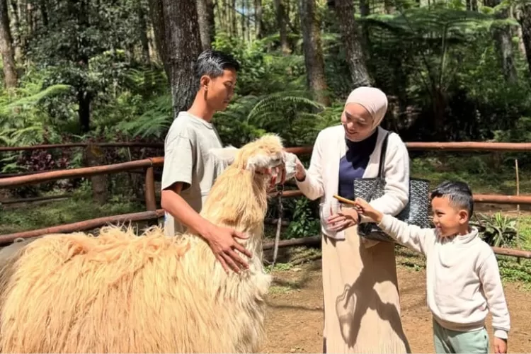 Pengunjung Tangkal Pinus sedang Memberi Makan Alpaca (IG/ @intanfargusha_)