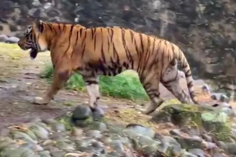 Harimau di Ragunan  ((Dok Instagram Taman Margasatwa Ragunan))