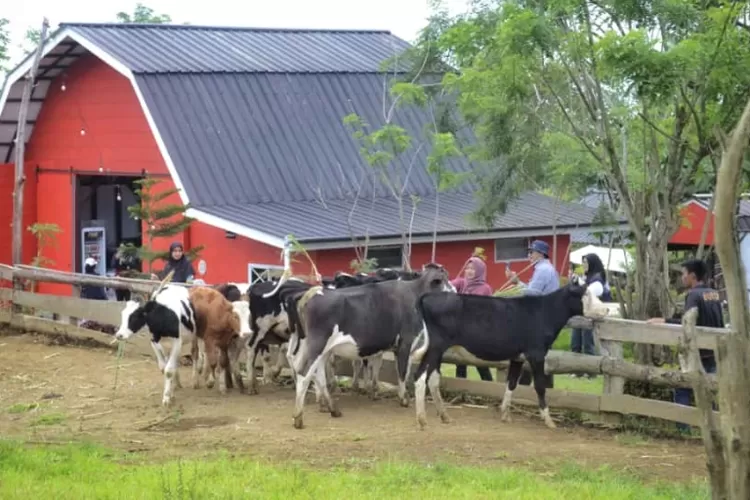 Potret Erif Dairy Farm Cisarua  (Foto: Valda Anggun (RBG.id))