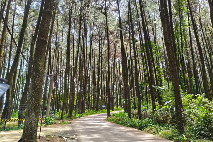 Jalan menuju bukit panisan yang masih asri dan menyejukan. (Foto/Abdul Hafidz(RBG.id))