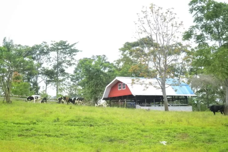 Suasana yang Asri di Erif Dairy Farm  ((Foto: Valda Anggun))
