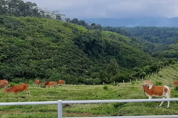 Mini Ranch Sapi Pasundan Di Desa Cibeureum Sukamantri Ciamis ...