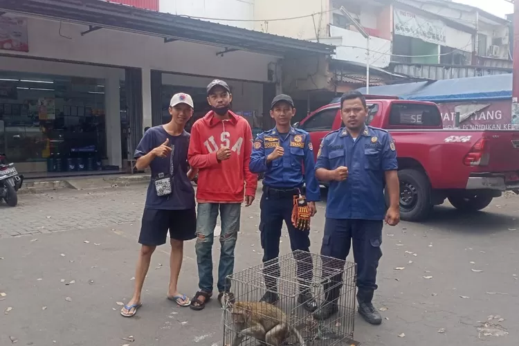 Petugas Damkar mengamankan seekor monyet liar di Jalan Proklamasi, Kecamatan Sukmajaya (Andika Eka)
