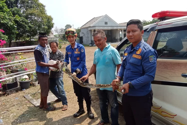 Damkar Kota Depok melakukan evakuasi ular liar di Jalan TPU Kalimulya 1 RT6/2, Kelurahan Kalimulya, Kecamatan Cilodong (Andika Eka)