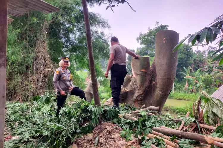 Kapolsek Tajurhalang, Iptu Tamar Bekti turut membantu dalam kegiatan pemangkasan pohon rawan tumbang di Kampung Jati RT1/5 Desa Tonjong, Kecamatan Tajurhalang,  Kabupaten Bogor (Andika Eka )