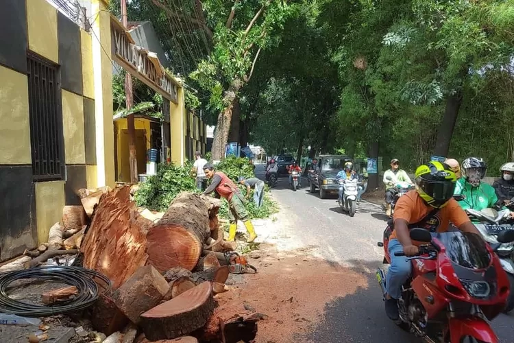 Suasana saat pohon raksasa di harjamukti kota depok tumbang usai ditabrak truk (ANDIKAEKA/RADARDEPOK)