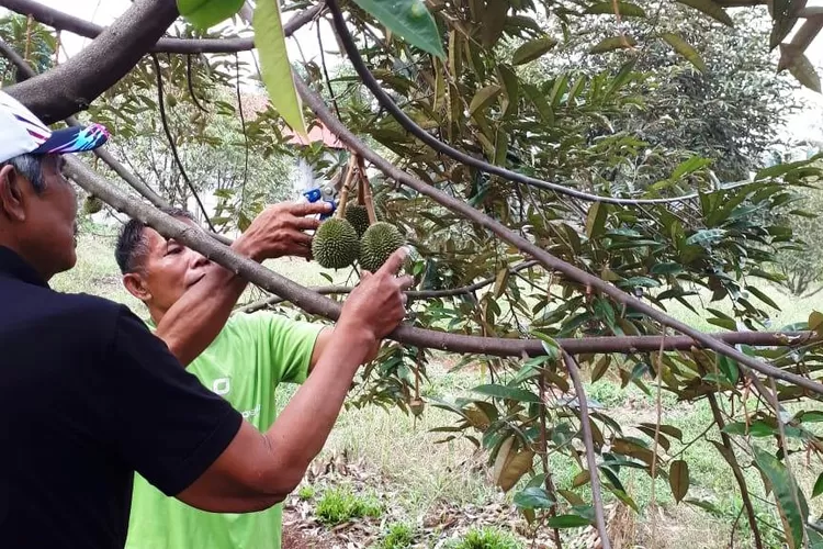 Gunawan, sebagai pengawas kebun Durian mengecek keadaan buah durian yang baru bertumbuh untuk menjaga kualitas. (ANDIKA EKA/RADAR DEPOK)