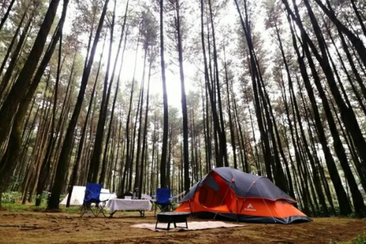 Tempat healing di tempat wisata Hutan Pinis Gunung Pancar ini cocok banget (Instagram/@gunungpancar)