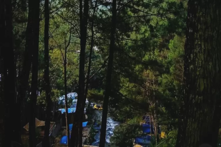 View Hutan Pinus Rahong yang menyediakan berbagai aktivitasn alam seru (Instagram/@cabinrahong)