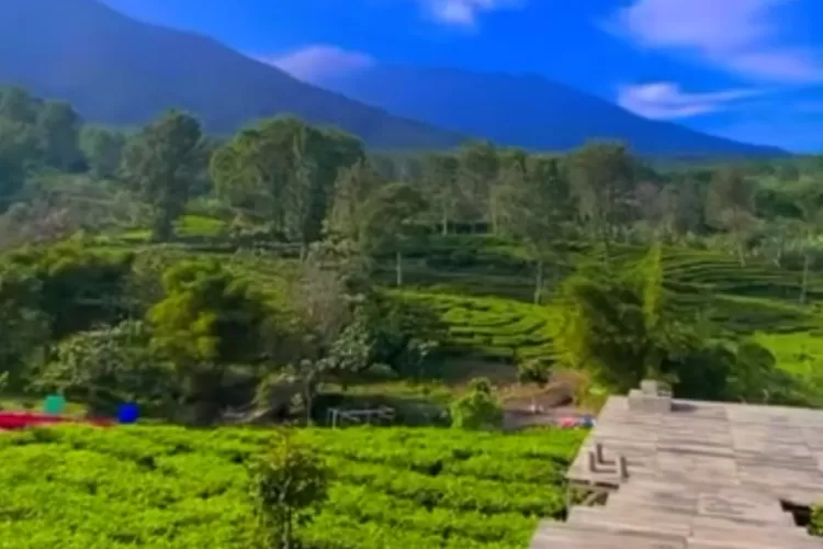 View cantik di jembatan Tea Bridge Gunung Mas dengan hamparan perkebunan teh (Instagram/@the_bridge46 )