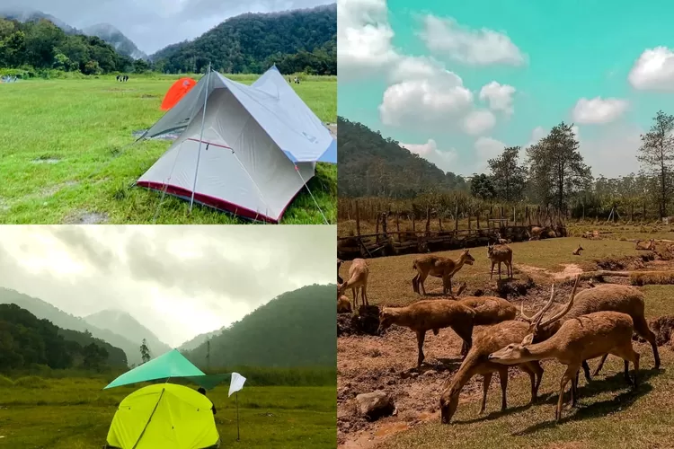 Campsite Savana di Ranca Upas dan spot ngasih makan rusa (Instagram/@ranca_upas)