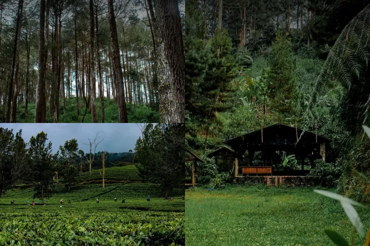 Area pohon pinus, persawahan, dan tempat camping di Ciwangun Indah Camp (Instagram/@ciwangunindahcamp)