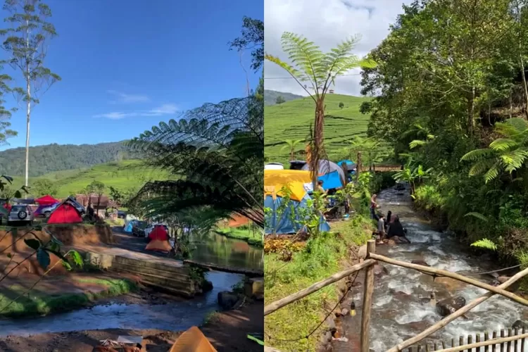 Camping pinggiran sungai dan ciew kebun teh di Camping Ground Nyampay (Instagram/@campinggroundnyampay )