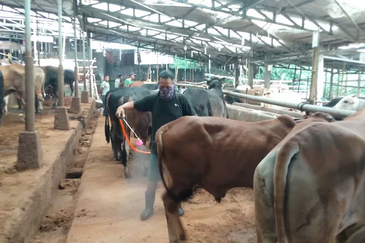 Pemeriksaan hewan kurban di RPH Tapos. (ANDIKA EKA/RADAR DEPOK)