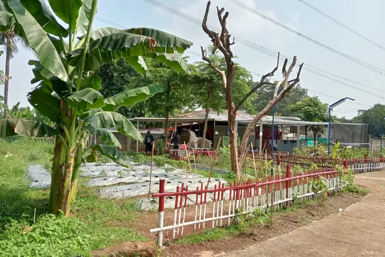 Suasana lahan pertanian di Rusunawa Cilangkap, Kelurahan Cilangkap, Kecamatan Tapos, Kota Depok.  (AGNESYA WIANDA/RADAR DEPOK)