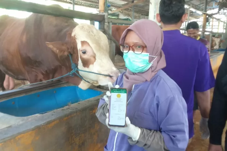 Pemeriksaan hewan kurban di RPH Tapos oleh Pemkot Depok. (ANDIKA EKA/RADAR DEPOK)