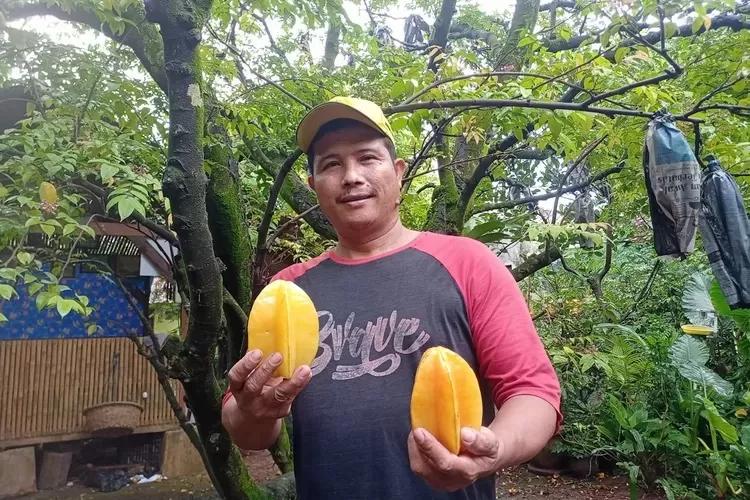 NASIB KOTA BELIMBING : Pemilik Kebun Belimbing Dewa, Nanang Yusuf yang berada di Kelurahan/Kecamatan Pancoranmas, sedang memegang Belimbing Dewa. (DOKUMEN RADAR DEPOK)