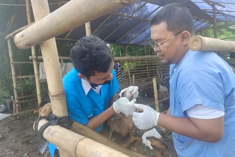 Pemeriksaan hewan kurban di wilayah Kecamatan Bojongsarim, beberapa waktu lalu. (ALDY RAMA/RADAR DEPOK)