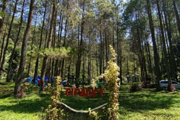 Wisata Alam Cipacet Sumedang yang dikelilingi pepohonan pinus (Silvi Diani)