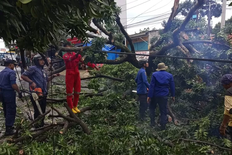 Proses evakuasi pohon tumbang oleh Damkar dan Penyelamatan Kota Depok. (ANDIKA EKA/RADAR DEPOK)