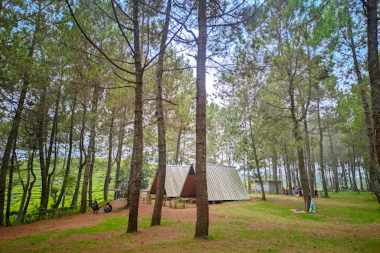 Pemandangan pepohonan pinusa dan hamparan sawah di Hutan Pinus Pakawa (Uj Novandi)