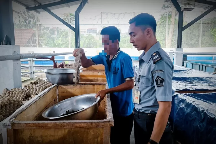 Warga binaan Lapas Cibinong disana mampu menghasilkan jangkrik sebanyak 24 kilogram, dari peternakan jangkrik yang dimiliki Lapas Cibinong. Hal ini terlihat dari panen yang dilakukan pada Selasa (4/2). (LAPAS CIBINONG)