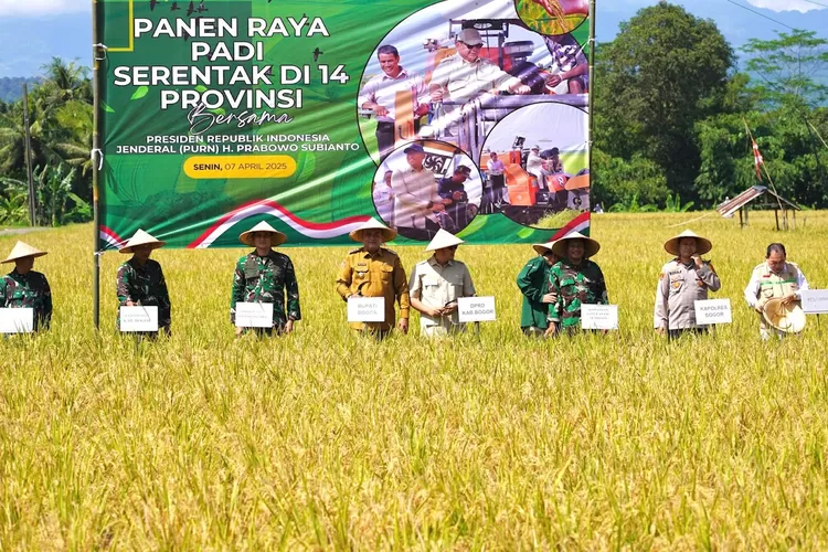 Bupati Rudy Susmanto bersama jajaran Firkopimda Kabupaten Bogor melakukan panen raya padi di Desa Singasari, Kecamatan Jonggol, Minggu (7/4/2025).  (ISTIMEWA)