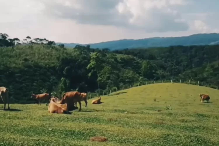 Keindahan Mini Ranch Sapi Pasundan di Ciamis yang layaknya Swiss (Instagram/@miniranch.puncakjoho)