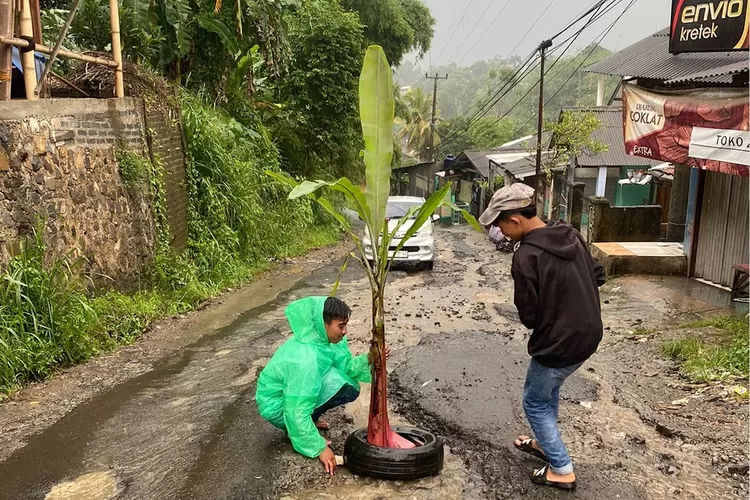 Warga menanam pohon pisang di jalan yang kondisinya rusak parah sebagai protes agar diperbaiki. Ruas jalan ini terdapat di Kecamatan Caringin.  (ISTIMEWA)