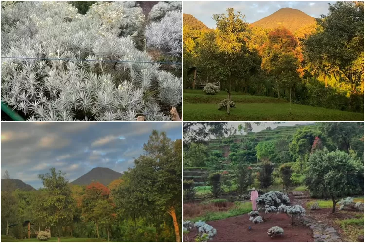 Pesona bunga edelweiss dan pemandangan Gunung Gede Pangrango dari Camping Ground Bobojong (Instagram/@camping_ground_bobojong`)