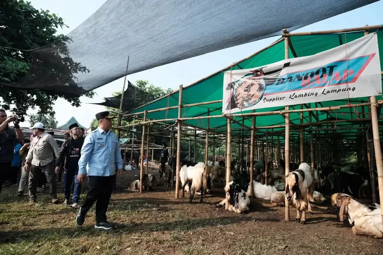 Walikota Depok, Supian Srui secara langsung memantau kesehatan hewan kurban secara langsung pada salah satu lapak di wilayah Kelurahan Rangkapan Jaya Baru, Kecamatan Pancoranmas, Selasa (3/6). (DOKUMEN PEMKOT DEPOK)