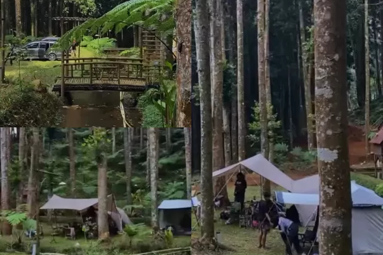 Suasana pepohonan pinus di tempat camping Kasumi Resort (Instagram/@kasumi_resort)