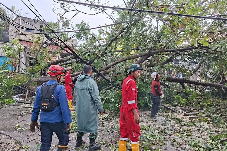 Pohon Karet raksasa yang berada di pertigaan Jalan Curug Agung, Beji, tumbang usai diterpa hujan deras disertai angin kencang, Rabu (25/6) sore. (ist)