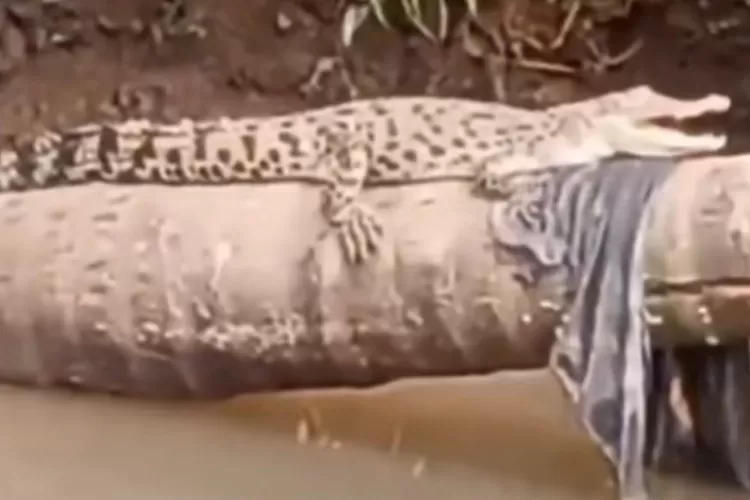 Penampakan anak buaya yang bertengger pada batang pohon di aliran sungai atau kali di sekitaran Perumahan Rivaria, Kelurahan Bedahan, Kecamatan Sawangan, Selasa (19/8). (ISTIMEWA)