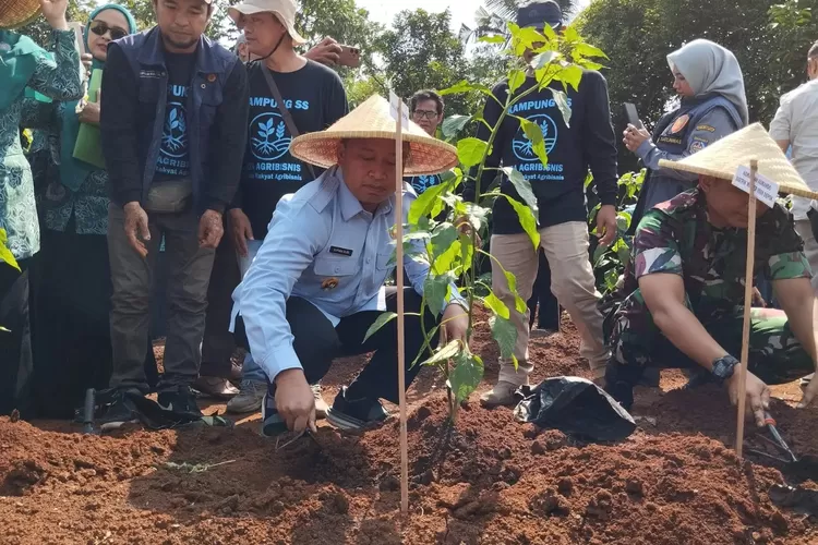 Walikota Depok, Supian Suri menanam cabai usai meresmikan gerakan menanam cabai serentak sekaligus Kampung SS Sera Agribisnis di Kelurahan Curug, Kecamatan Bojongsari, Selasa (2/9). (DOKUMEN PEMKOT DEPOK)