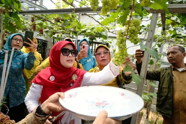 PANEN : Kebun Anggur Posyandu Makmur yang berada di Jalan Pakis 1, Kelurahan Beji Timur, Kecamatan Beji belum lama ini saat dipanen langsung Ketua TP PKK Kota Depok, Cing Ikah.  (DOKUMEN PEMKOT DEPOK)