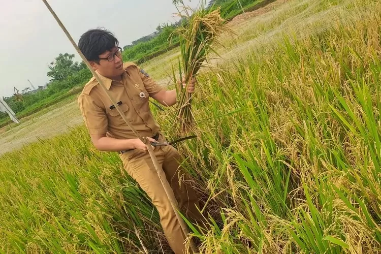 Kepala Bidang Pertanian Dinas Ketahanan Pangan, Pertanian dan Perikanan (DKP3) Kota Depok, Harry Adam Fauzi ikut memanen padi di salah satu sawah di Kota Depok. (ANDIKA EKA/RADAR DEPOK)
