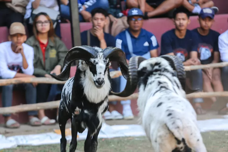 Gelaran Adu Domba Wali Kota Bandung Cup 2024 (Hms bdg)