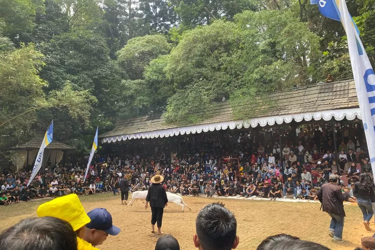 lomba Seni Ketangkasan Domba Garut di Babak Siliwangi Kota Bandung (Hms bdg)