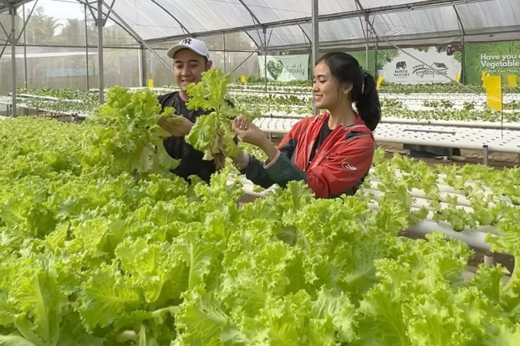 Royal Safari Garden Bogor hadirkan Saung Hidroponik bagi pengunjung (Royal Safari Garden)