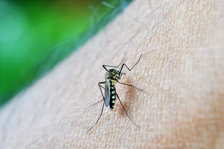 Kasus Demam Berdarah Dengue (DBD). (Foto: Pixabay/Nuzree)