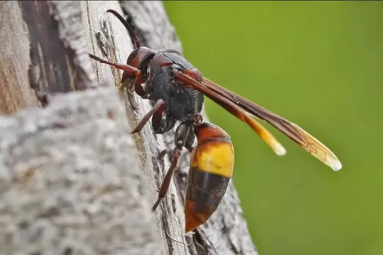 ILUSTRASI ketiga korban, termasuk balita malang yang tersengat tawon vespa (jawapos)